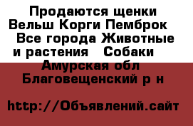 Продаются щенки Вельш Корги Пемброк  - Все города Животные и растения » Собаки   . Амурская обл.,Благовещенский р-н